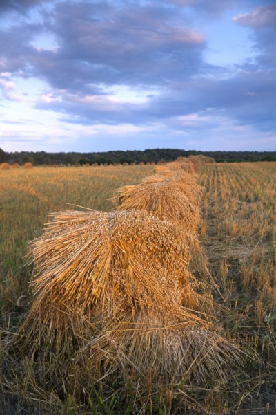 USA, New York State, Field with haystacks. Photo : John Kelly