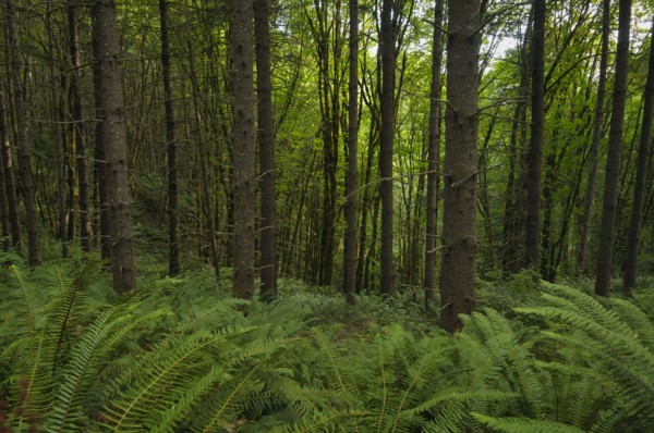 USA, Oregon, Columbia County, Forest with ferns. Photo : Gary Weathers