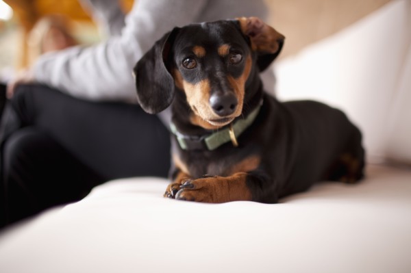 Daschund on sofa. Photo : Noah Clayton