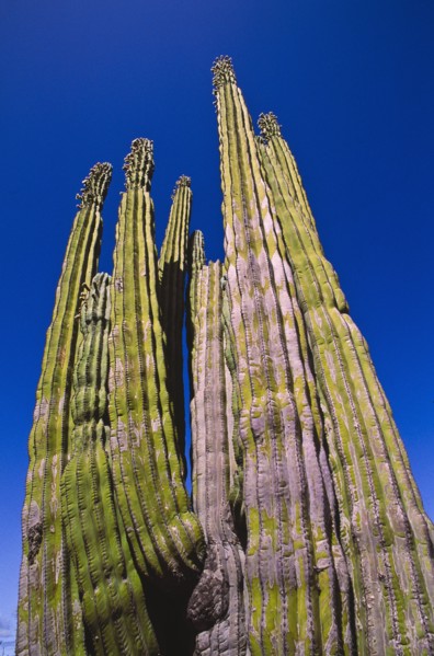Mexico, Baja California, Cardon Cactus. Photo : DKAR Images