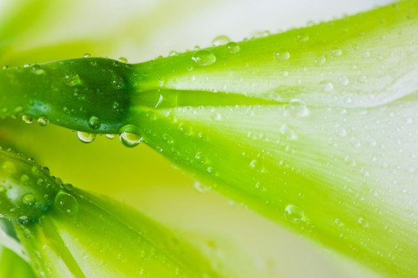 Studio close-up of green amaryllis.