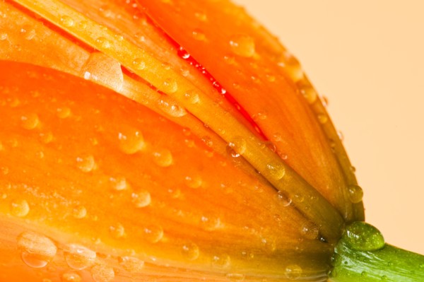Studio close-up of tiger lily.