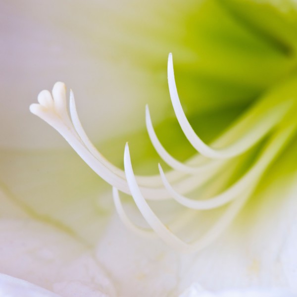 Studio close-up of green amaryllis.