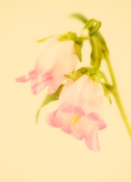 Studio close-up of camanella.
