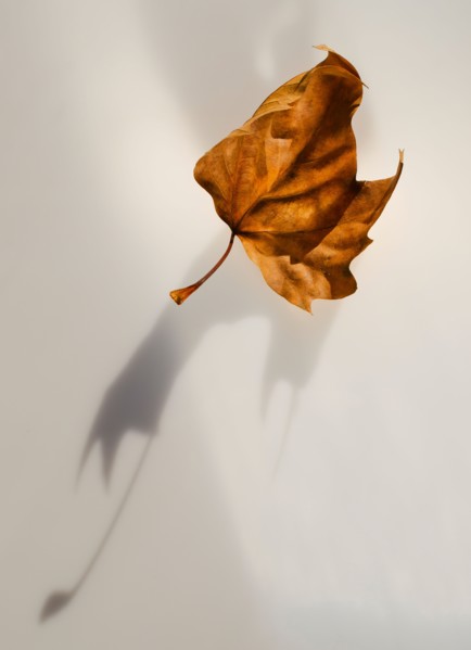 Studio shot of autumn leaf.