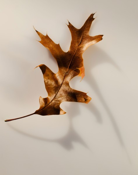 Studio shot of autumn leaf.