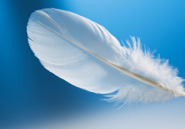 Studio shot of white feather on blue background.