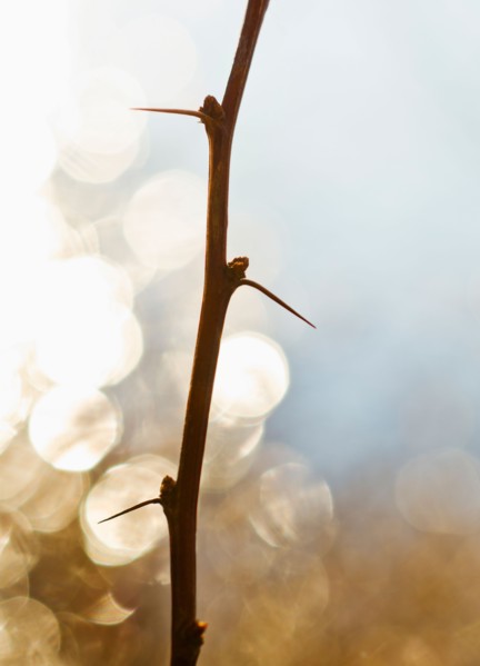 Close-up of twig with thorns.