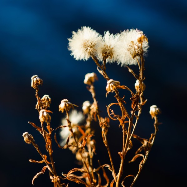 View of dried flowers.