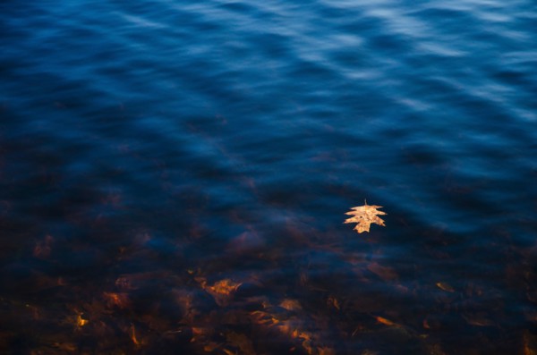 USA, Pennsylvania, Poconos, Leaf floating on water.