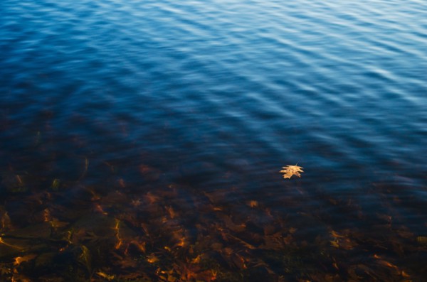 USA, Pennsylvania, Poconos, Leaf floating on water.