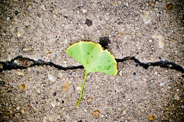 USA, New York State, New York City, Ginko biloba leaf on concrete. Photo : Jamie Grill