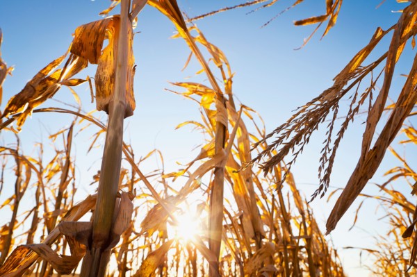 USA, Iowa, Latimer, Close-up of ripe corn. Photo : Sarah M. Golonka