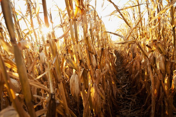 USA, Iowa, Latimer, Field of ripe corn. Photo : Sarah M. Golonka