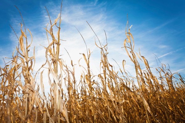 USA, Iowa, Latimer, Field of ripe corn. Photo : Sarah M. Golonka