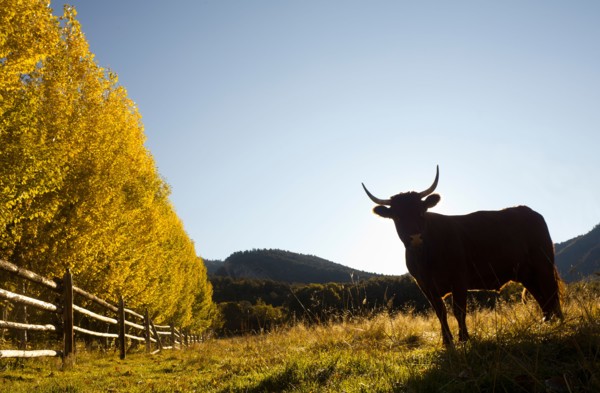 USA, Colorado, Cow on pasture. Photo : John Kelly