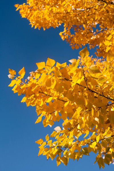 Close-up of yellow leaves against blue sky. Photo : John Kelly