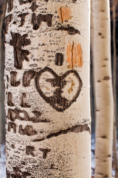 Close-up of aspen tree trunk with carved heart. Photo : John Kelly