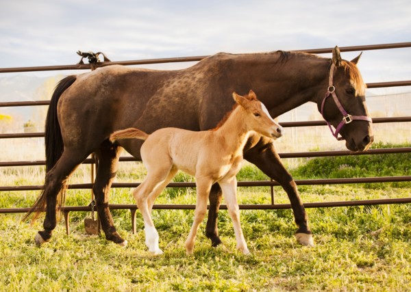 USA, Utah, Lehi, Foal with mother. Photo : Mike Kemp