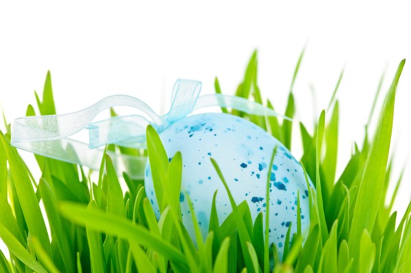 Blue Easter egg on grass, studio shot. Photo :  Elena Elisseeva
