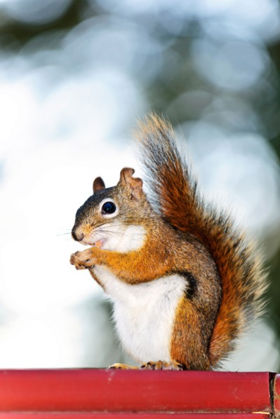 Tree squirrel eating. Photo :  Elena Elisseeva
