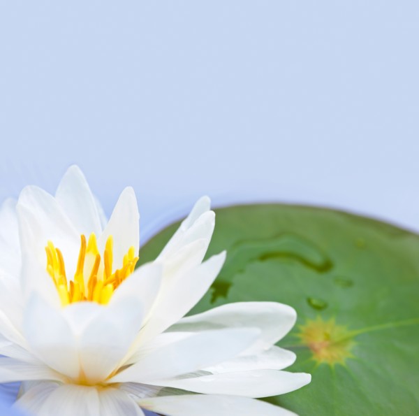 Close-up of water lily, studio shot. Photo :  Elena Elisseeva