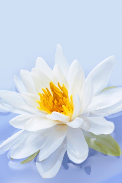 Close-up of water lily, studio shot. Photo :  Elena Elisseeva