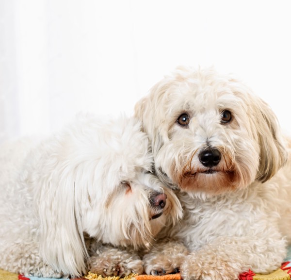 Portrait of two puppies of cotton de tulear. Photo : Elena Elisseeva