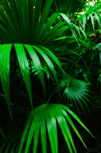 Mexico, Yucatan. Palm grove.