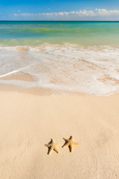 Mexico, Yucatan. Two starfish on beach.