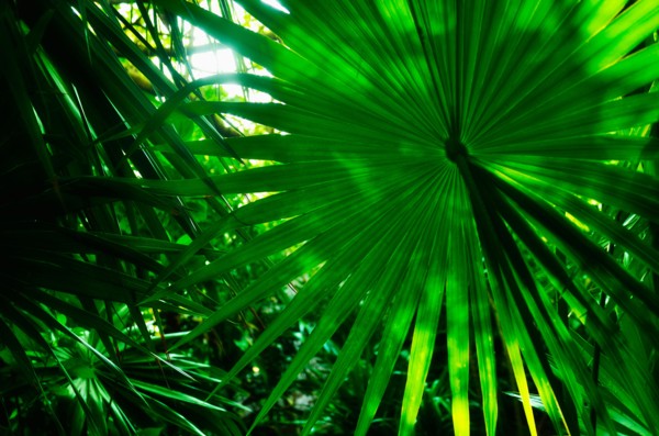 Palm leaves.