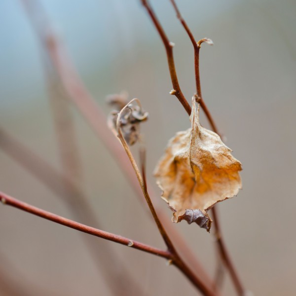 Dried leaf.