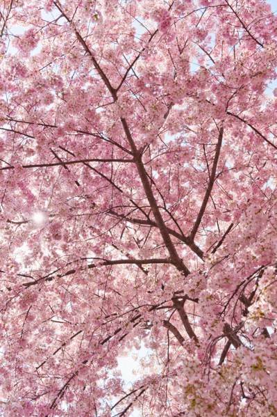 USA, Washington DC. Cherry blossom.