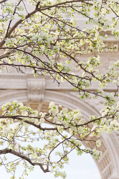 USA, New York, New York City. Close up of blooming trees in Washington Square Park.