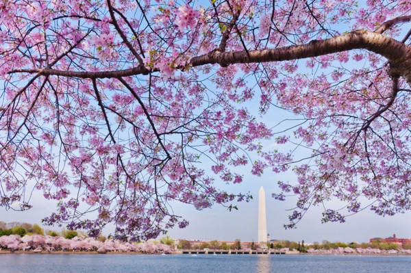 USA, Washington DC. Cherry tree in blossom with Jefferson Memorial in background.
