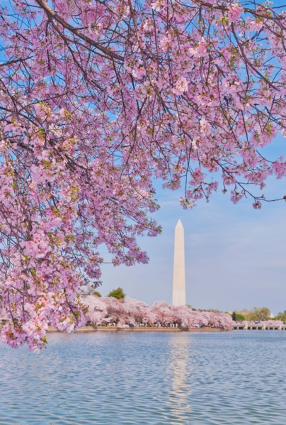 USA, Washington DC. Cherry tree in blossom with Jefferson Memorial in background.