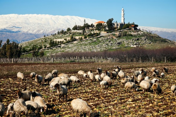 Lebanon, Anjar. Flock of sheep in rural landscape. Photo : Henryk Sadura