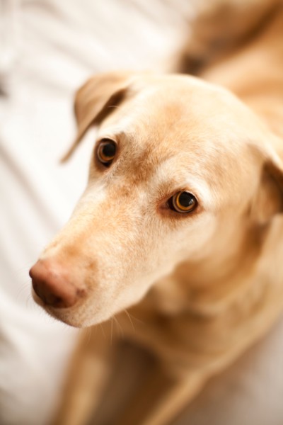 Portrait of beige dog. Photo : Jessica Peterson