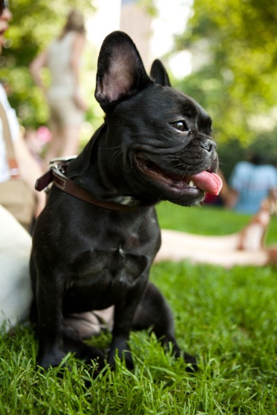 USA, New York, New  York City. Portrait of French Bulldog sitting on grass. Photo : Jessica