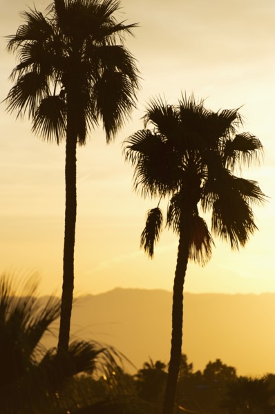 USA, California, Palm Springs, Palm trees silhouetted at sunset.