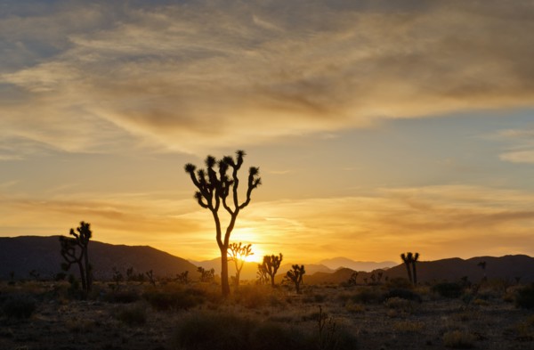 USA, California, Joshua Tree National Park at sunset.