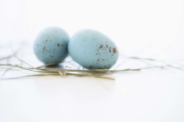 Studio shot of blue eggs.