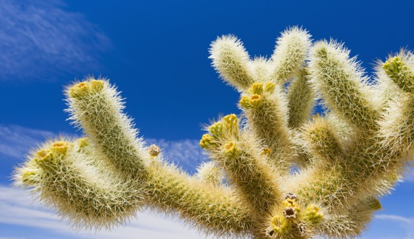 USA, California, Joshua Tree National Park, Cholla cactus.