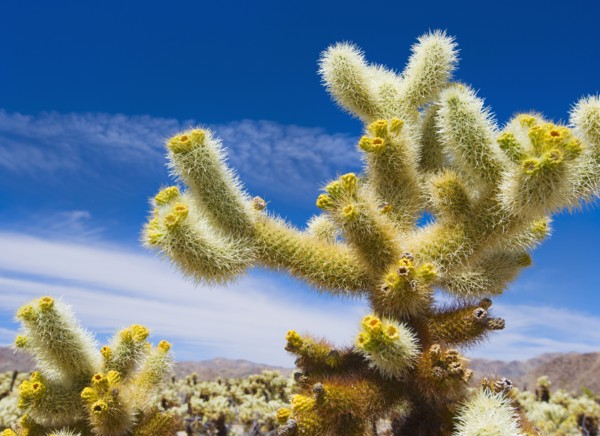 USA, California, Joshua Tree National Park, Cholla cactus.