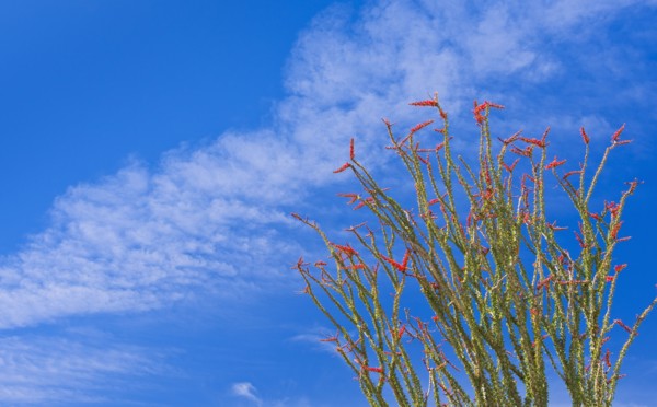 USA, California, Joshua Tree National Park, Ocotillo cactus.