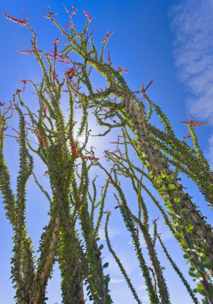 USA, California, Joshua Tree National Park, Ocotillo cactus.