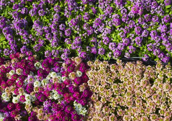 Collection of seedlings.