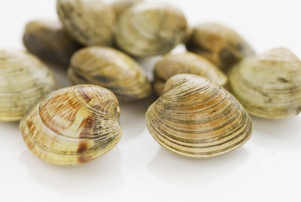 Shellfish.