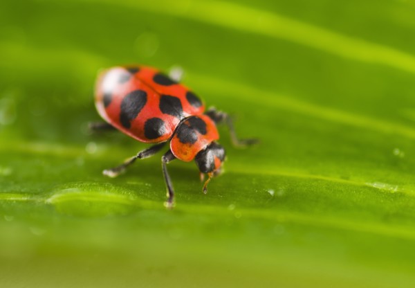 Ladybug on leaf.
