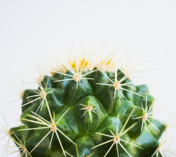 Studio shot of cactus.